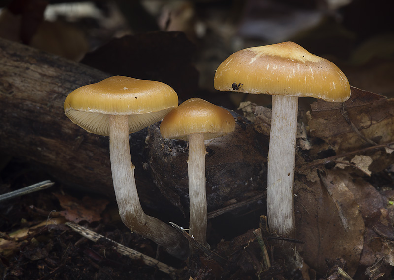 Galerina sideroides